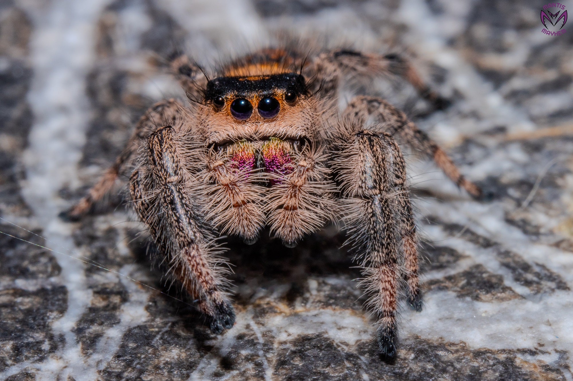 Phidippus regius Dos Gardenias