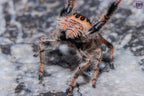 Phidippus regius Dos Gardenias Mantis Mayhem