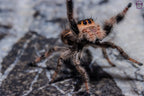 Phidippus regius Dos Gardenias Mantis Mayhem