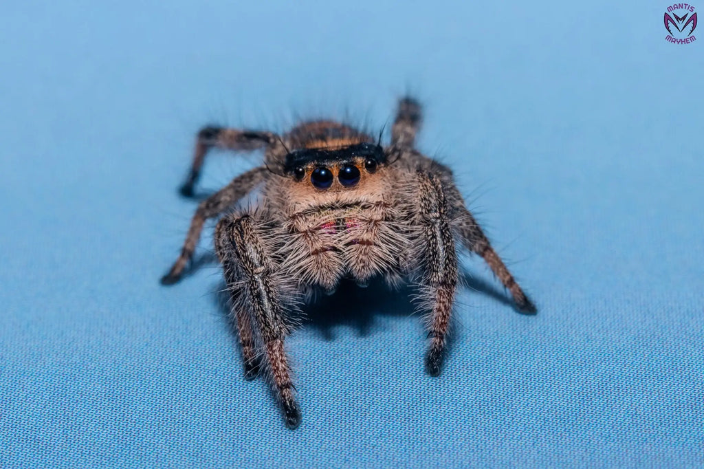 Phidippus regius Dos Gardenias Mantis Mayhem