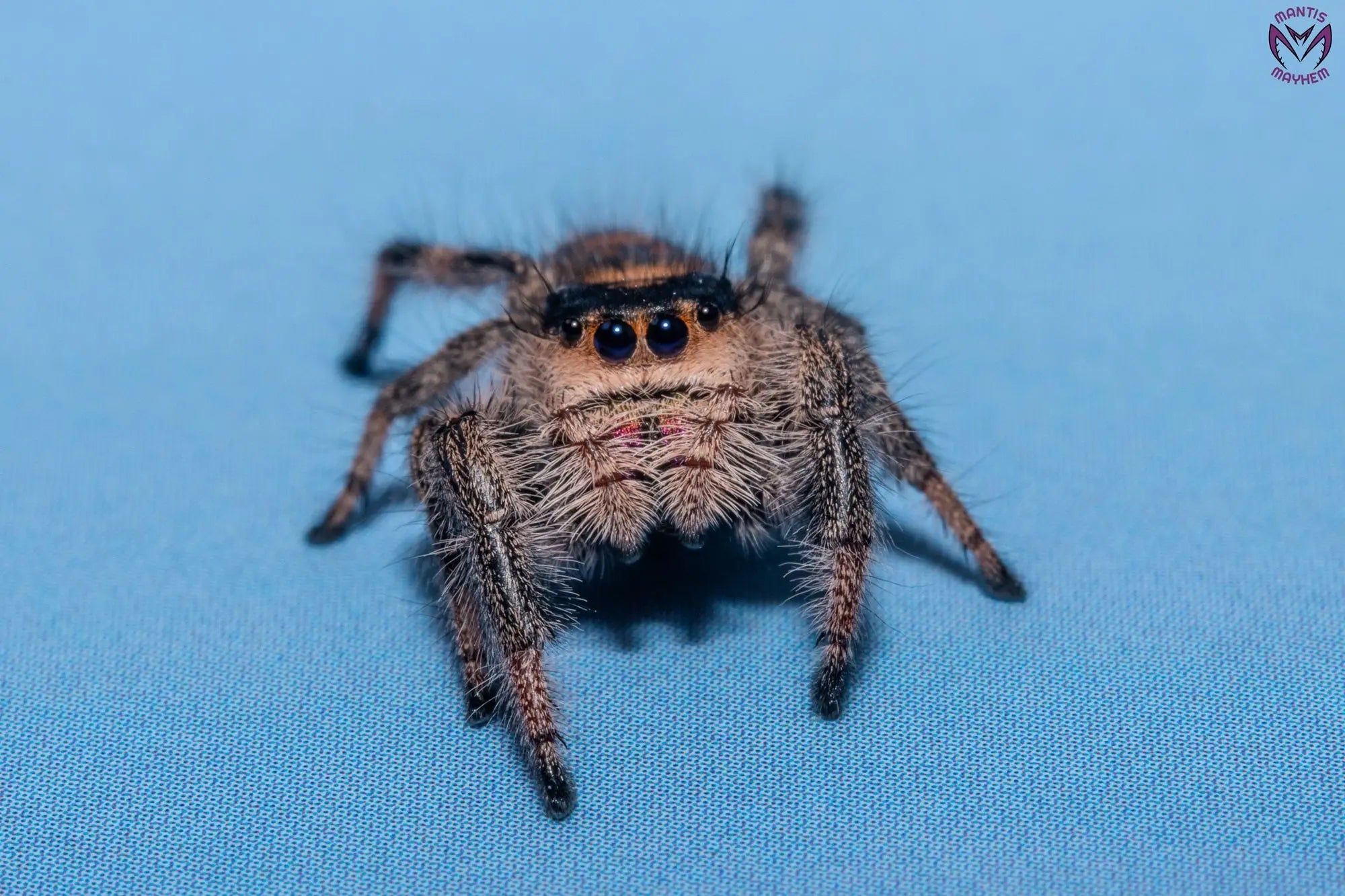 Phidippus regius Dos Gardenias Mantis Mayhem