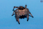 Phidippus regius Dos Gardenias Mantis Mayhem