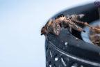 Phidippus regius Dos Gardenias Mantis Mayhem