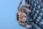 Phidippus regius Dos Gardenias Mantis Mayhem