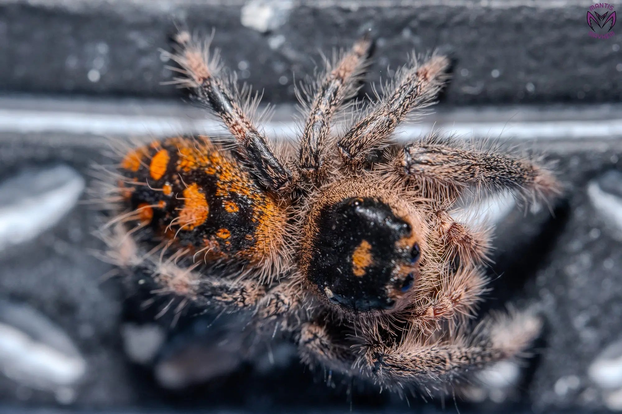 Phidippus regius Dos Gardenias Mantis Mayhem