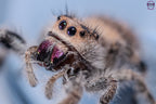 Phidippus regius Apalachicola