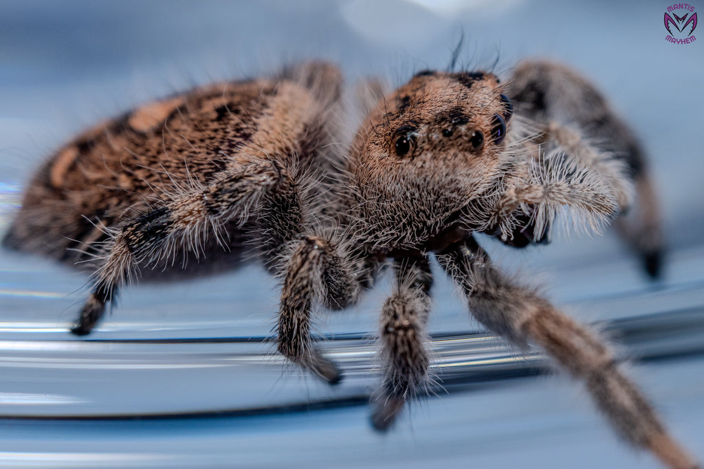Phidippus regius Apalachicola