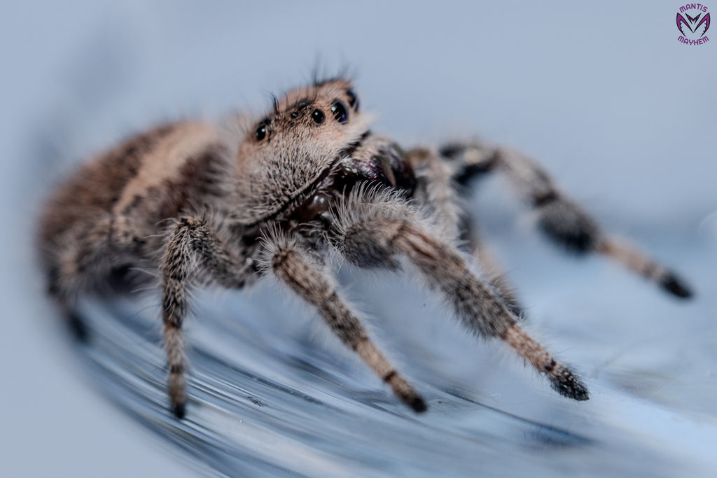 Phidippus regius Apalachicola