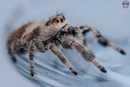 Phidippus regius Apalachicola