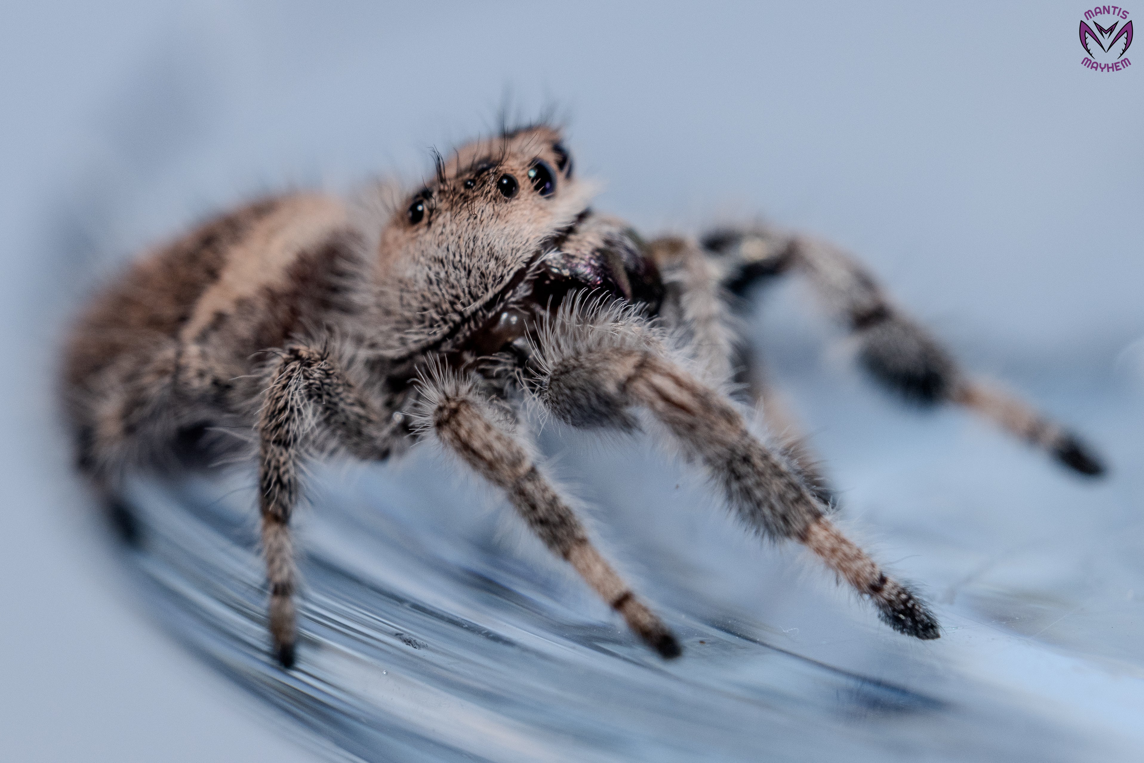Phidippus regius Apalachicola