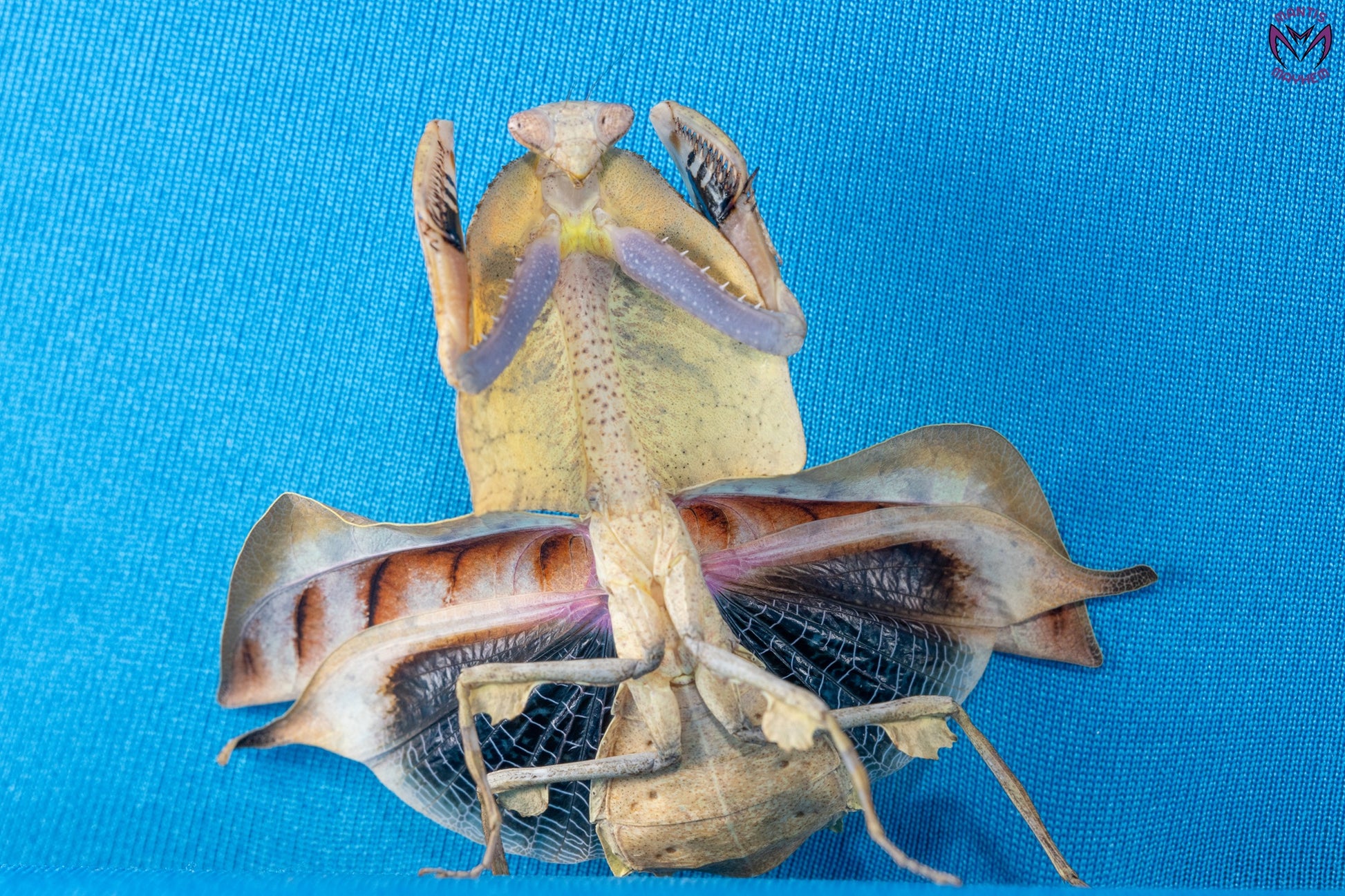 Deroplatys gorochovi - Vietnamese dead leaf