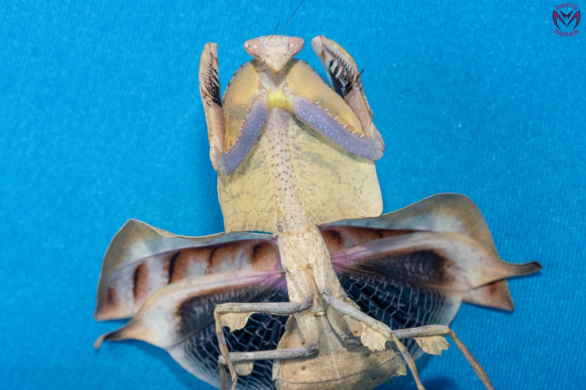 Deroplatys gorochovi - Vietnamese dead leaf