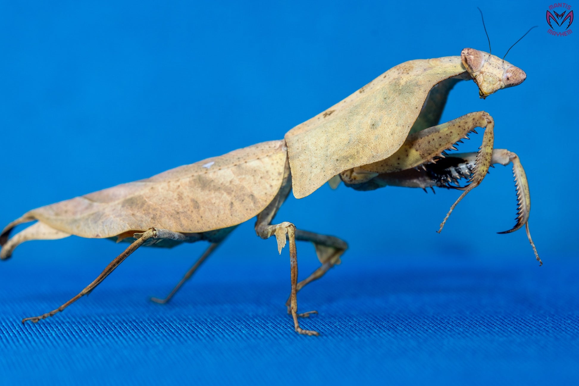 Deroplatys gorochovi - Vietnamese dead leaf