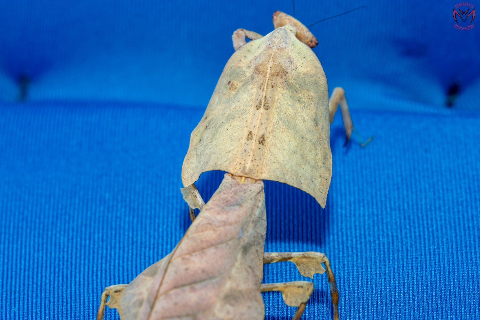 Deroplatys gorochovi - Vietnamese dead leaf