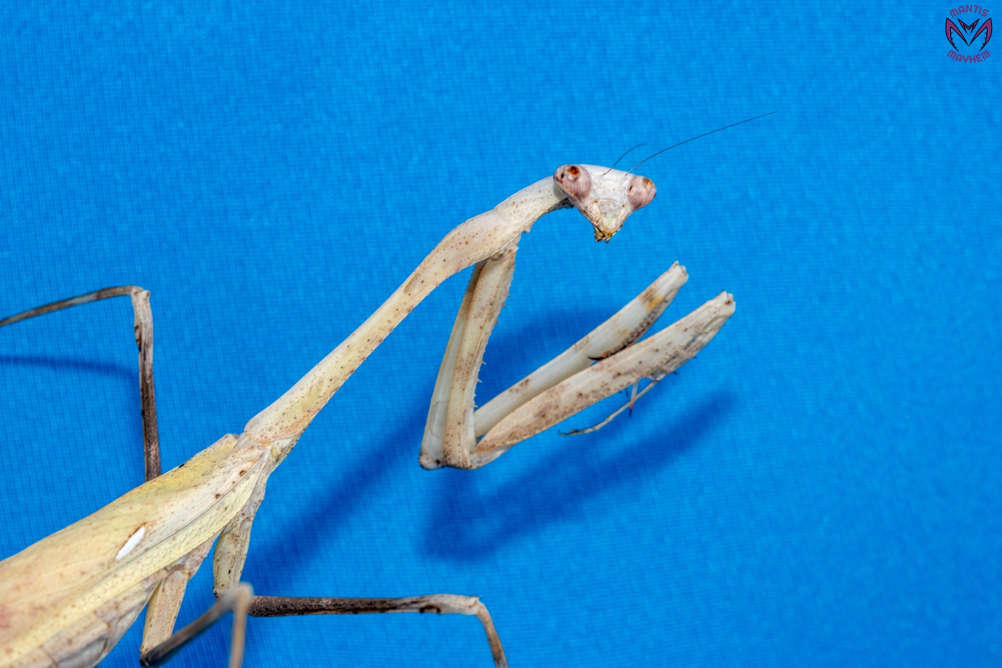 Pseudempusa pinnapavonis - Peacock mantis