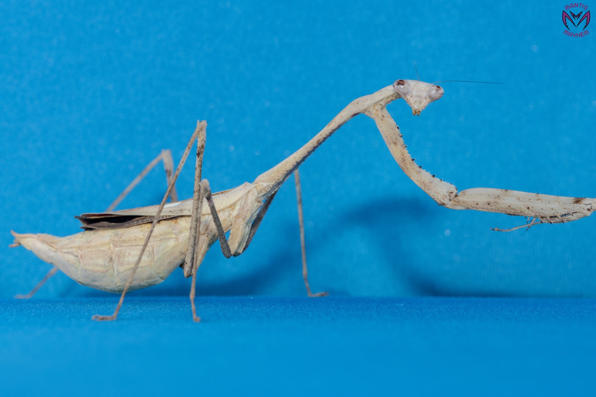 Pseudempusa pinnapavonis - Peacock mantis