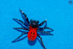 Orange-ring ladybird spider, Eresus walckenaeri