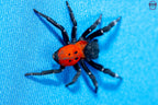 Orange-ring ladybird spider, Eresus walckenaeri