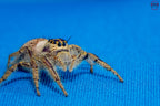 Hyllus walckenaeri - Giant jumping spider