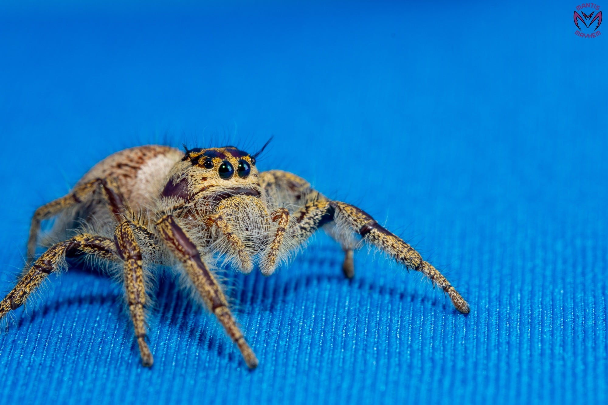 Hyllus walckenaeri - Giant jumping spider