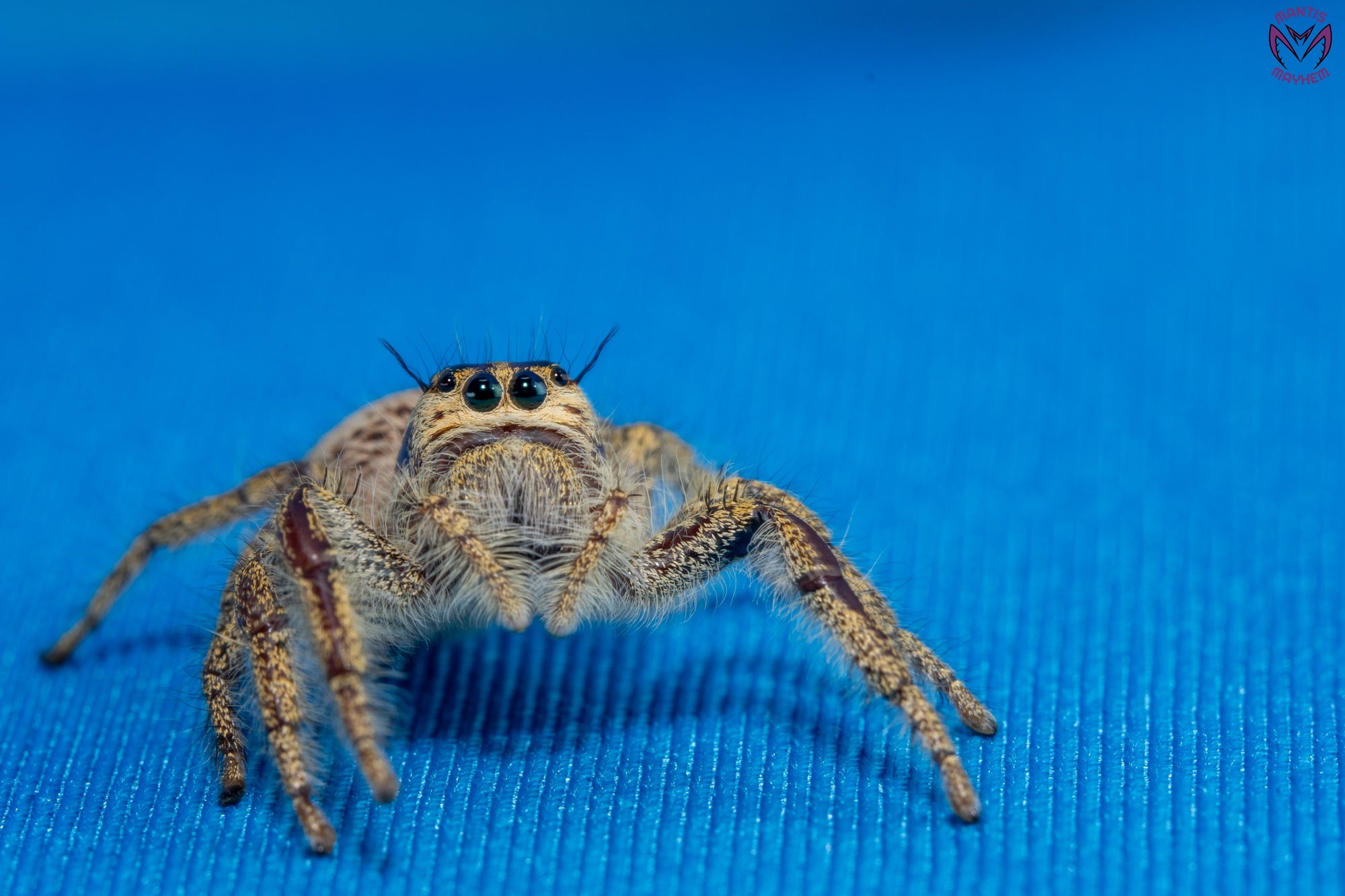 Hyllus walckenaeri - Giant jumping spider