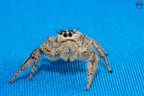 Hyllus walckenaeri - Giant jumping spider