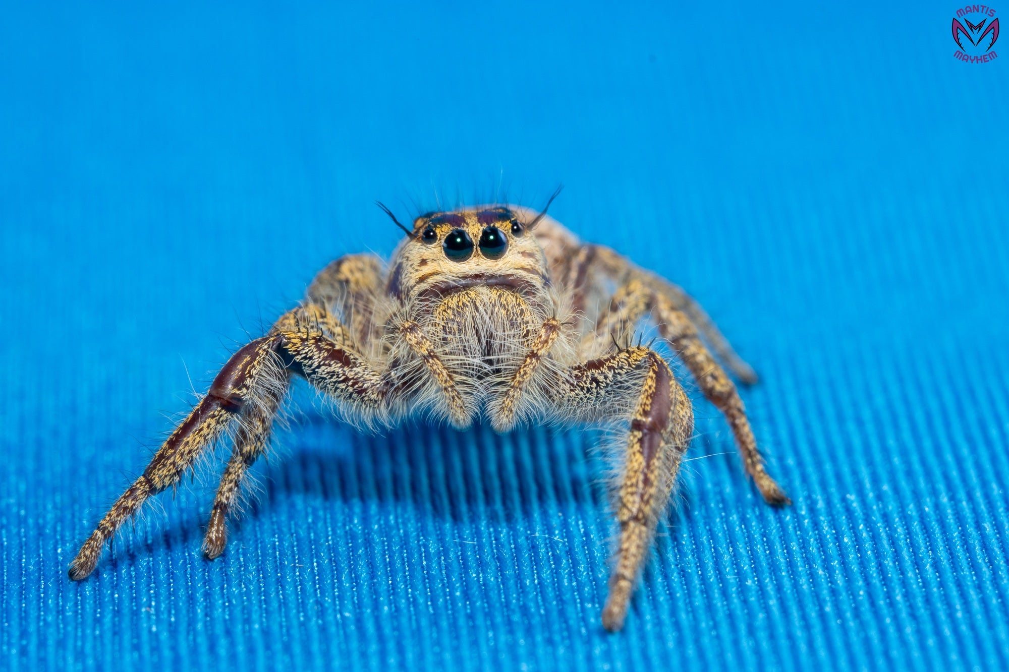 Hyllus walckenaeri - Giant jumping spider
