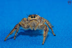 Hyllus walckenaeri - Giant jumping spider