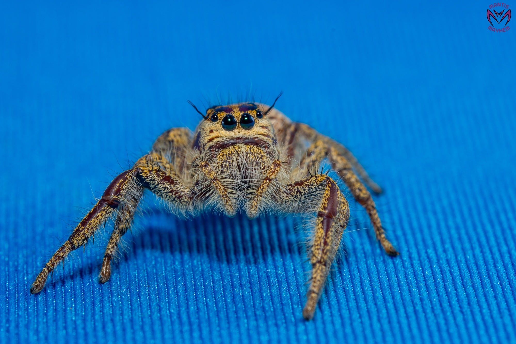 Hyllus walckenaeri - Giant jumping spider