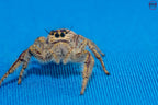 Hyllus walckenaeri - Giant jumping spider