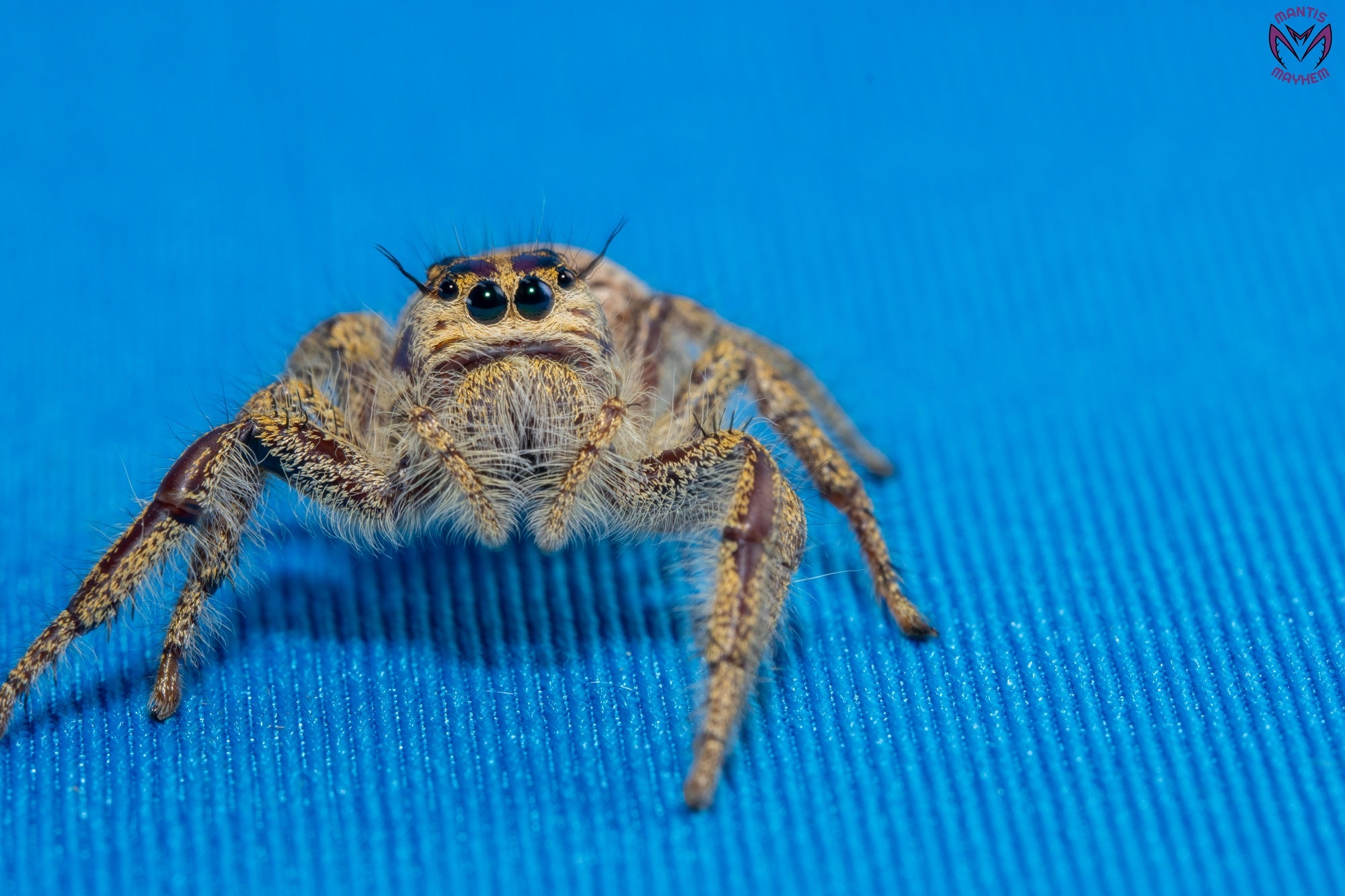 Hyllus walckenaeri - Giant jumping spider