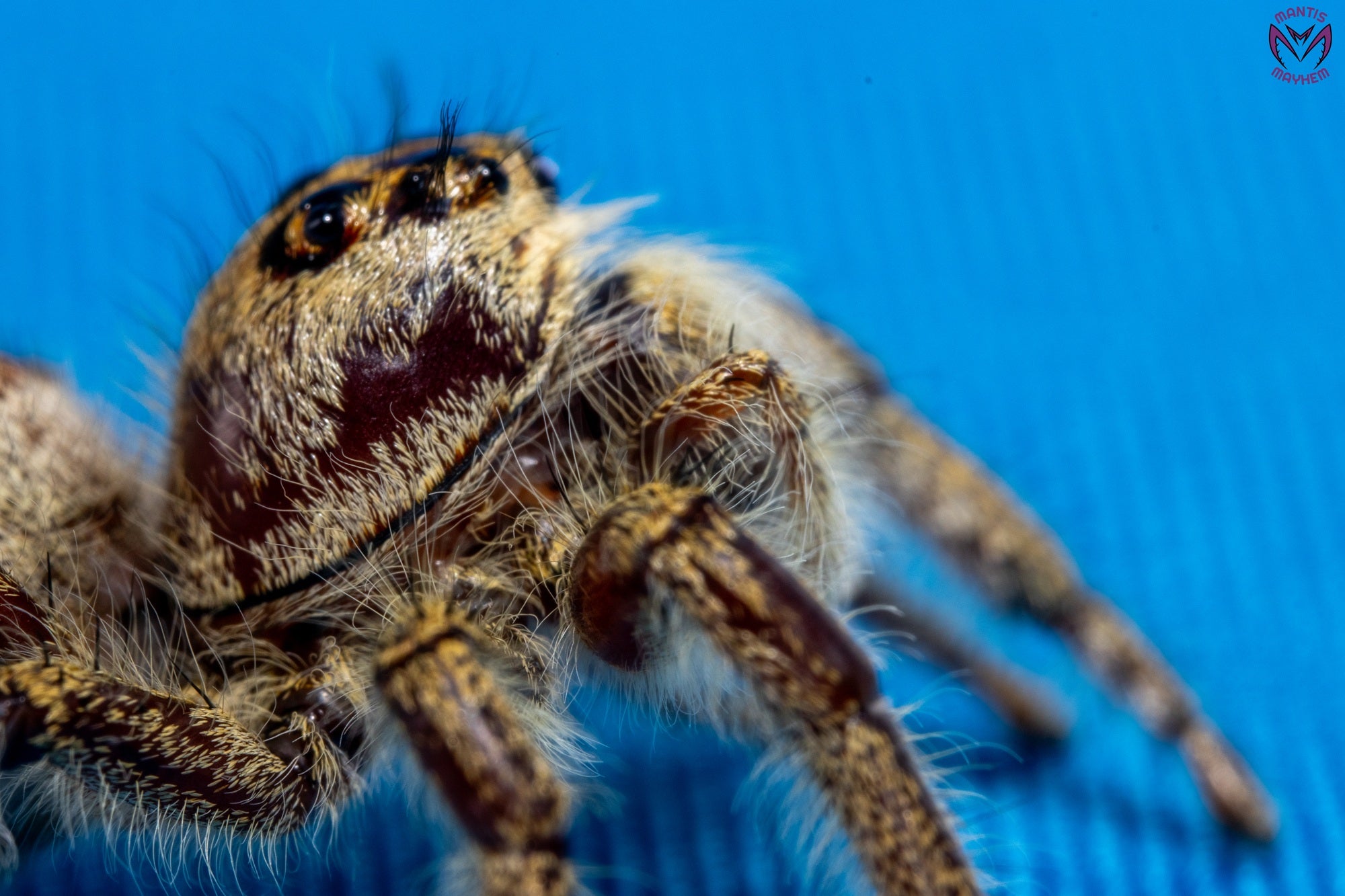 Hyllus walckenaeri - Giant jumping spider