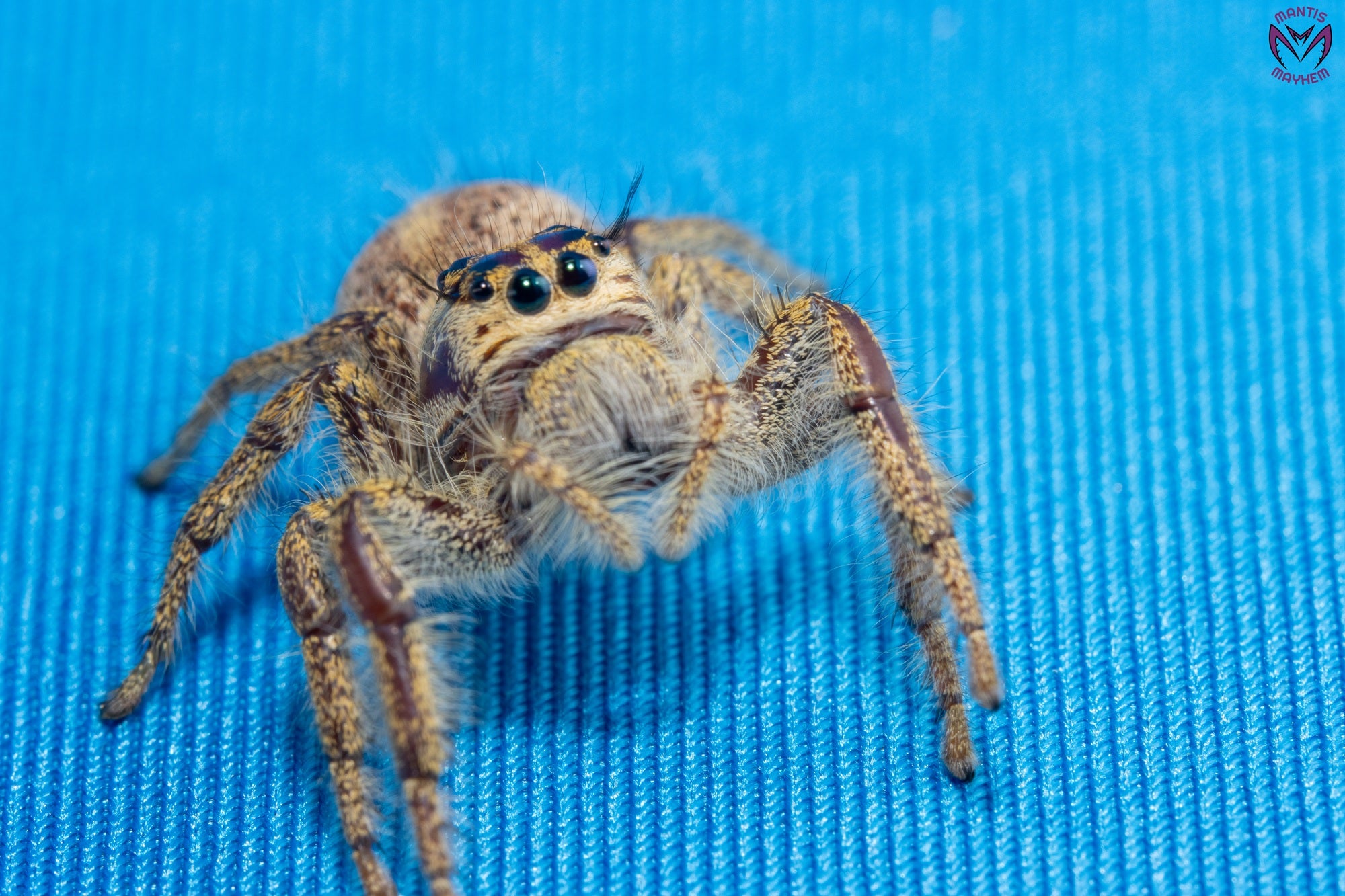 Hyllus walckenaeri - Giant jumping spider