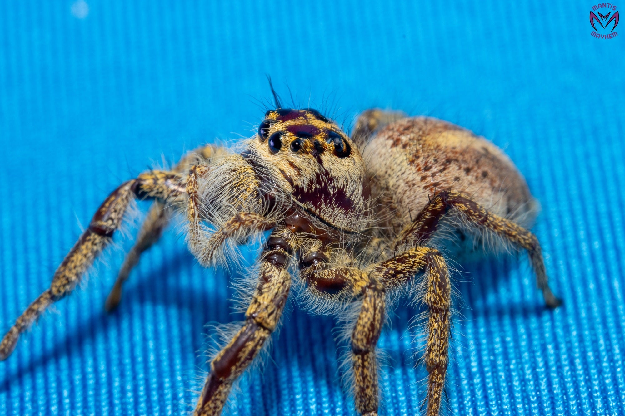 Hyllus walckenaeri - Giant jumping spider
