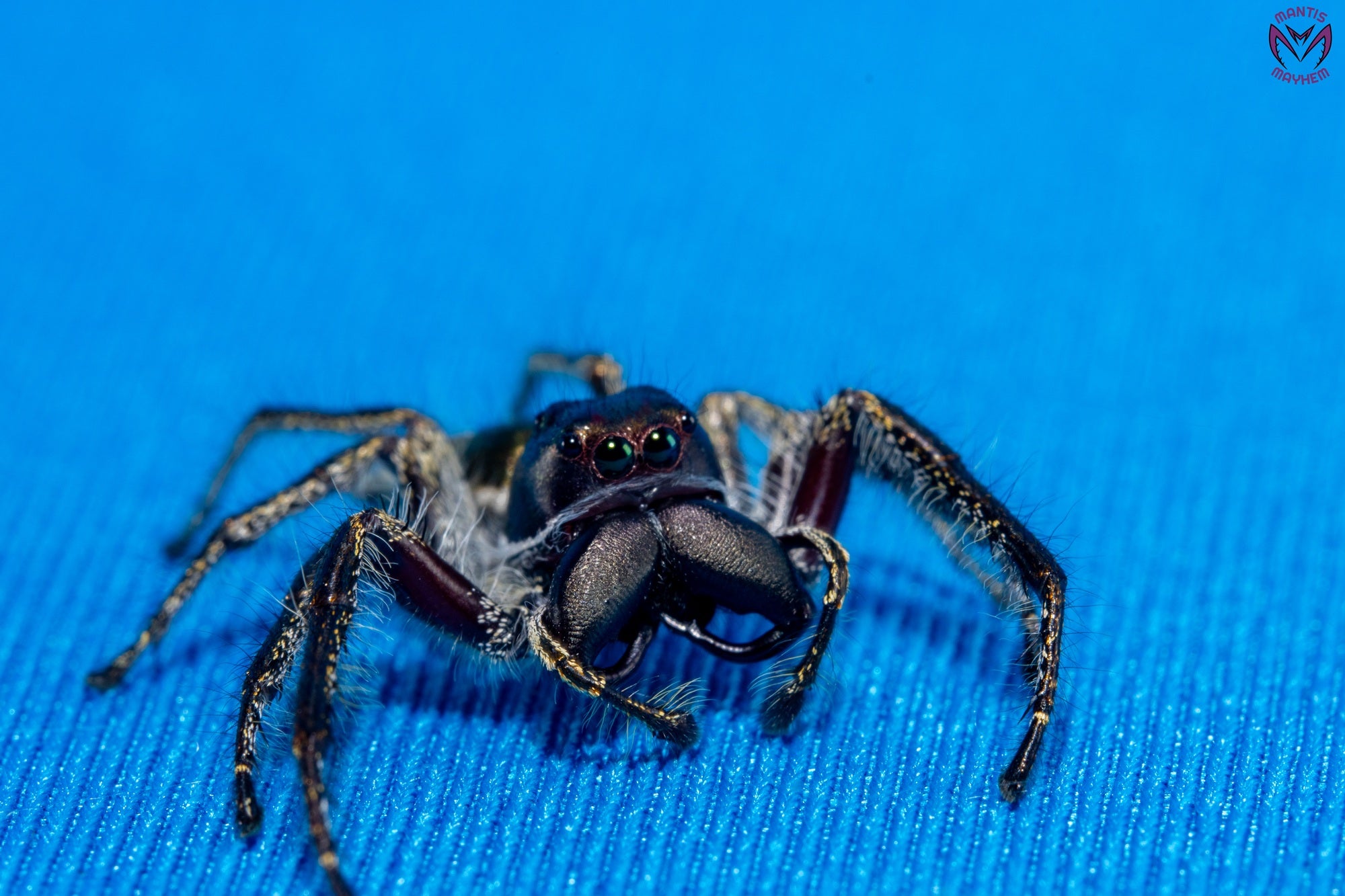 Hyllus walckenaeri - Giant jumping spider