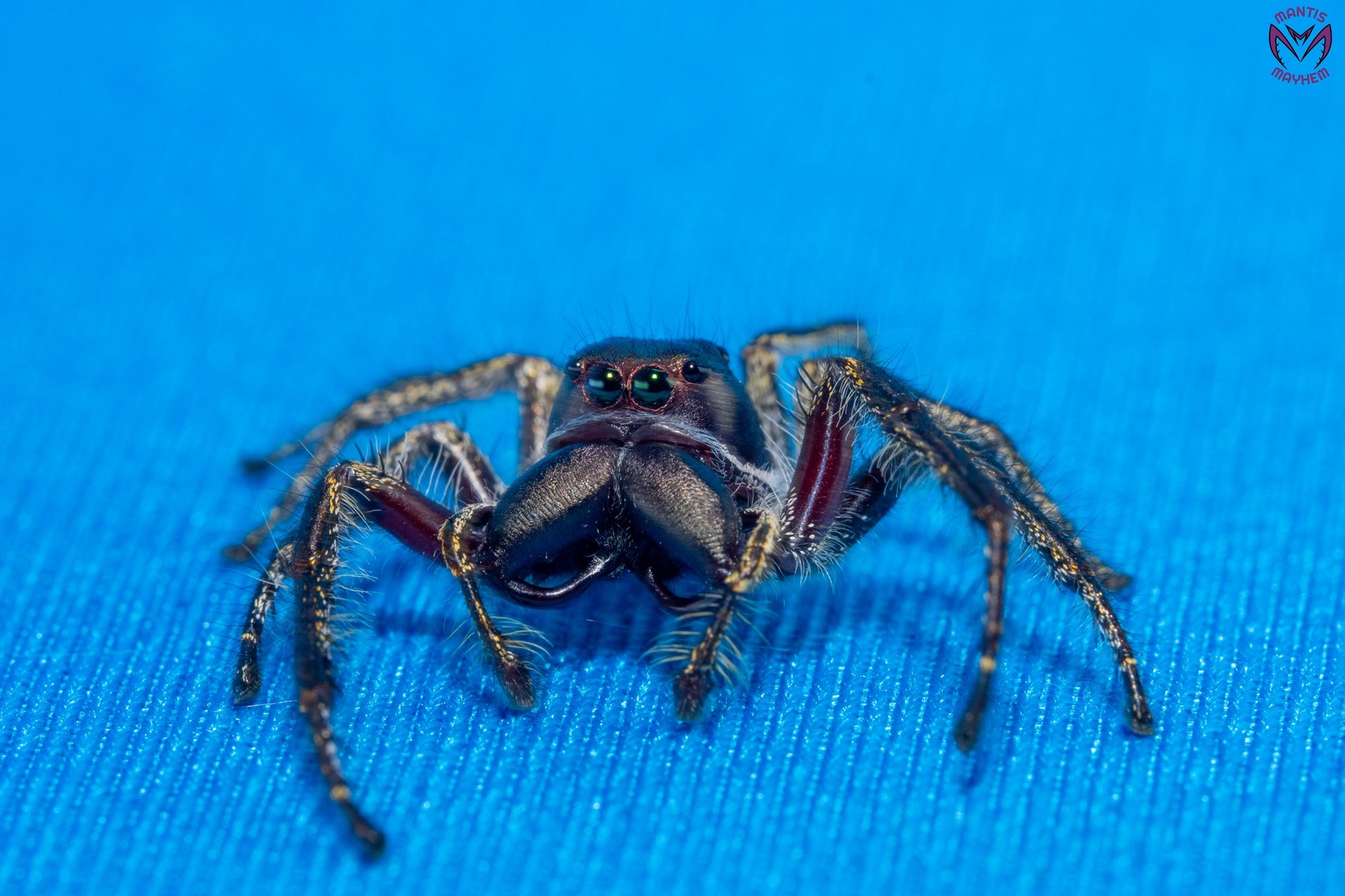 Hyllus walckenaeri - Giant jumping spider