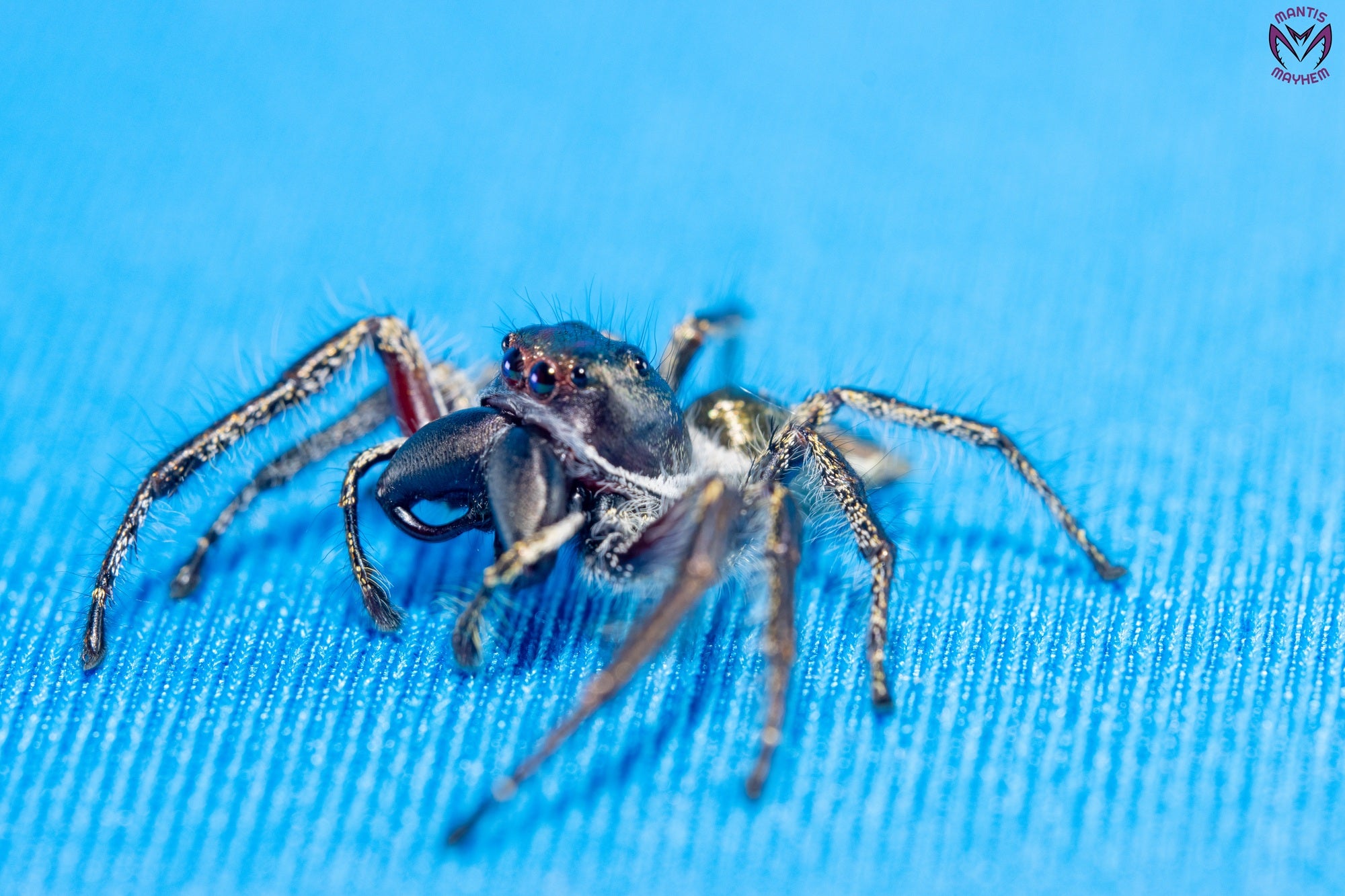 Hyllus walckenaeri - Giant jumping spider
