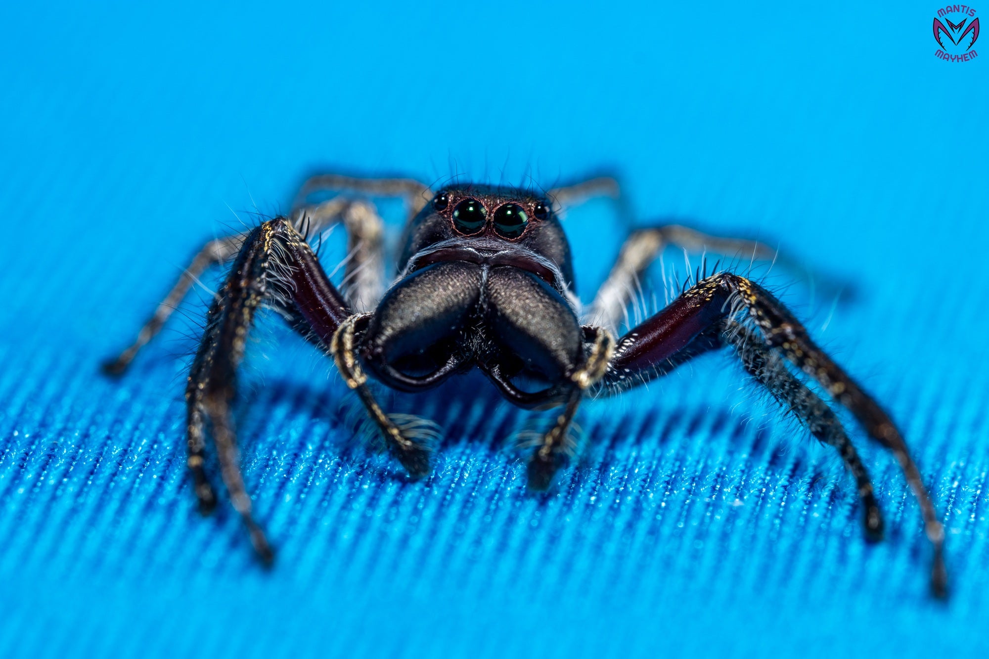 Hyllus walckenaeri - Giant jumping spider