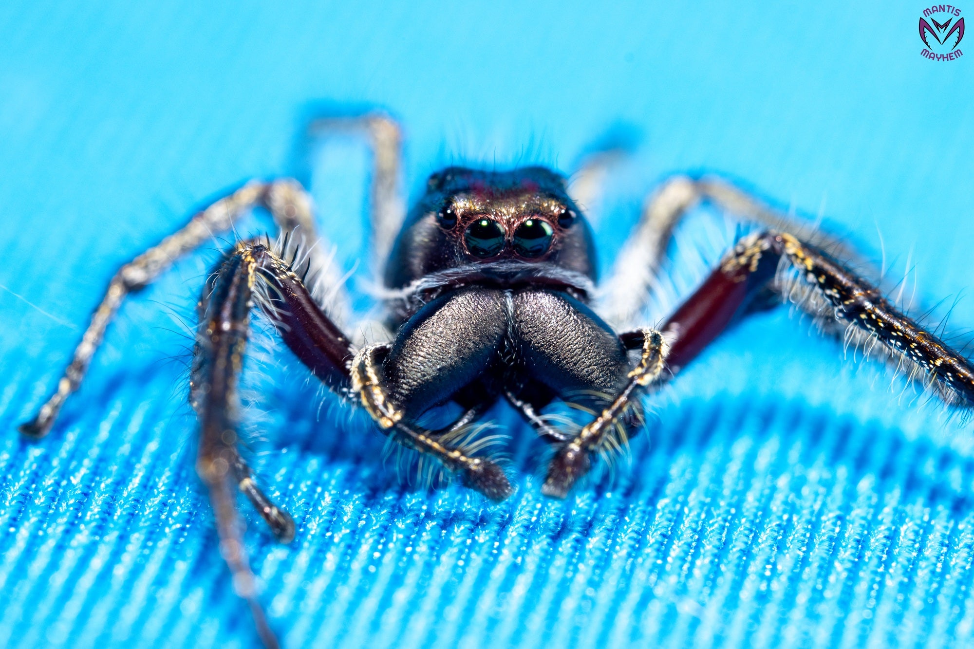 Hyllus walckenaeri - Giant jumping spider