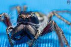 Hyllus walckenaeri - Giant jumping spider