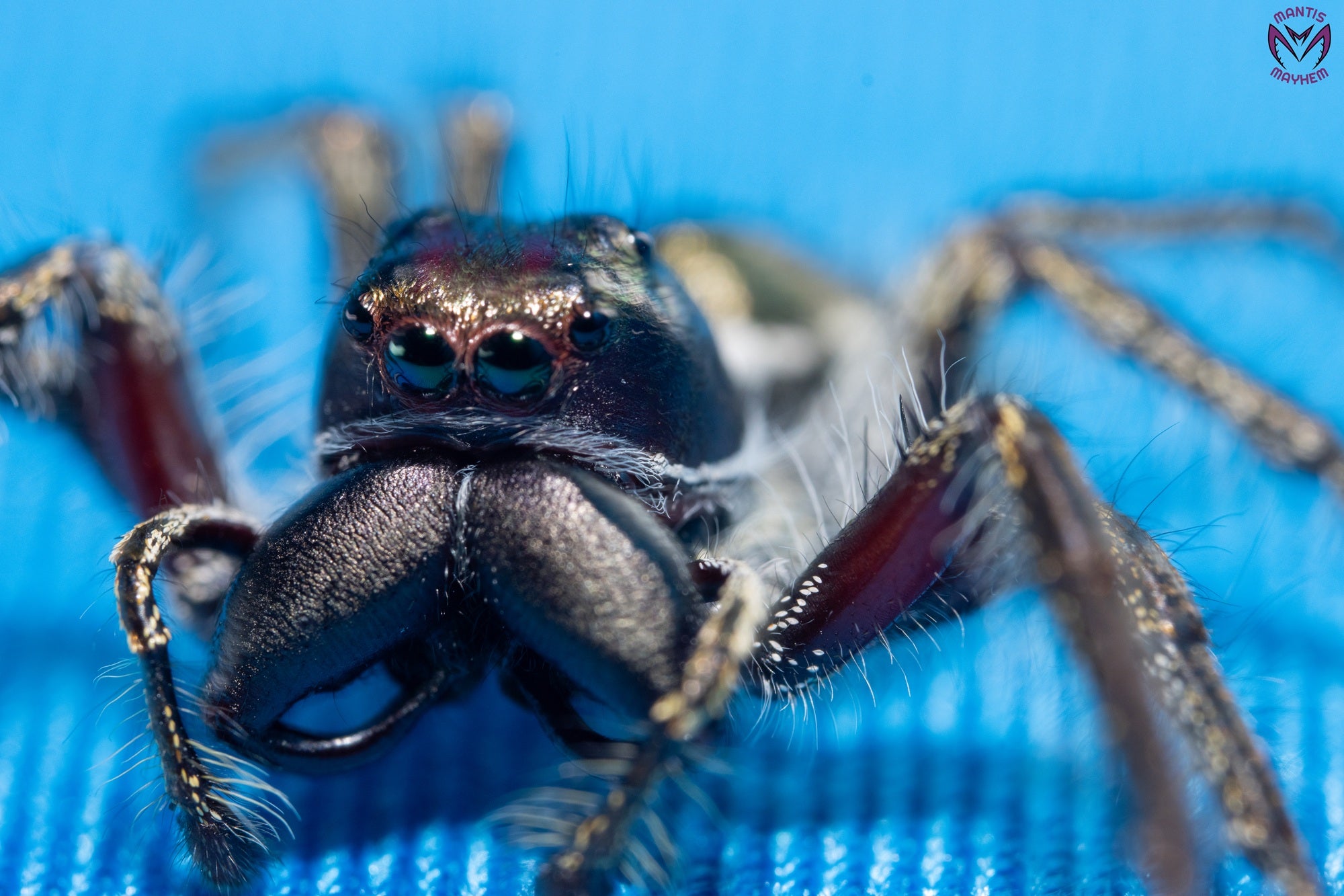 Hyllus walckenaeri - Giant jumping spider