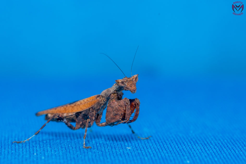 Otomantis scutigera - African boxer mantis