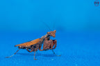 Otomantis scutigera - African boxer mantis