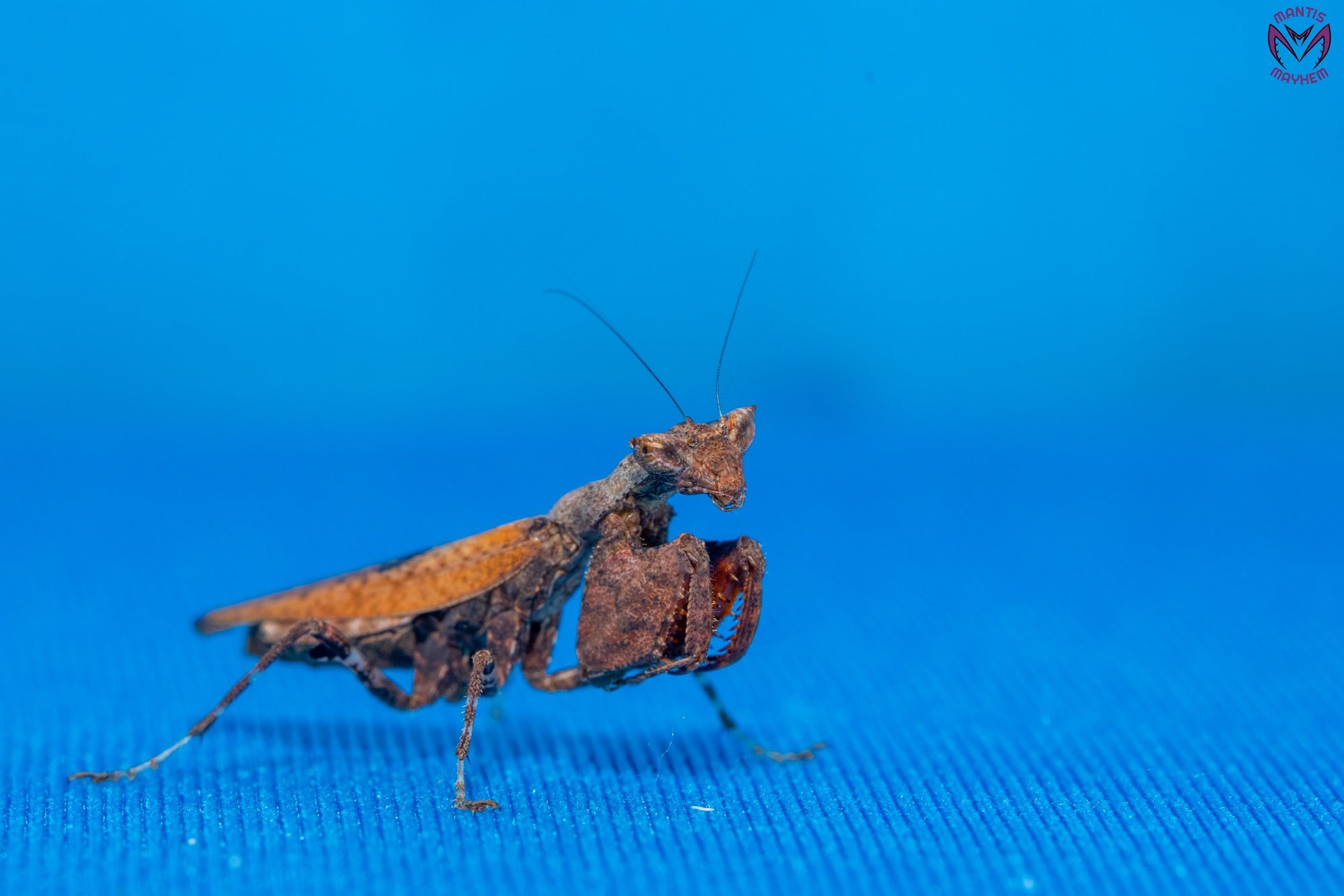 Otomantis scutigera - African boxer mantis