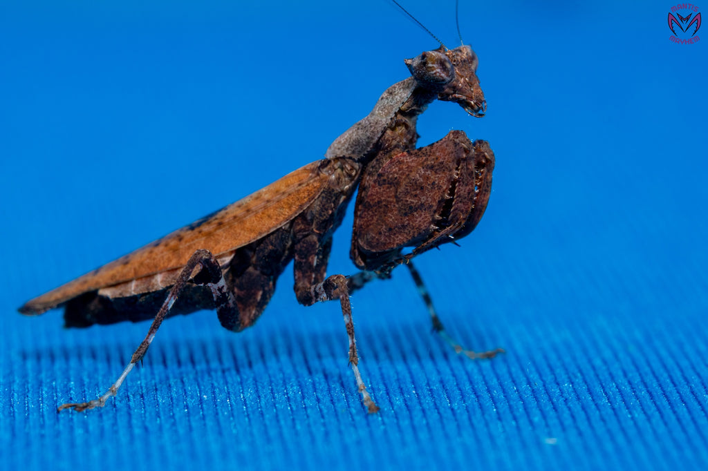 Otomantis scutigera - African boxer mantis