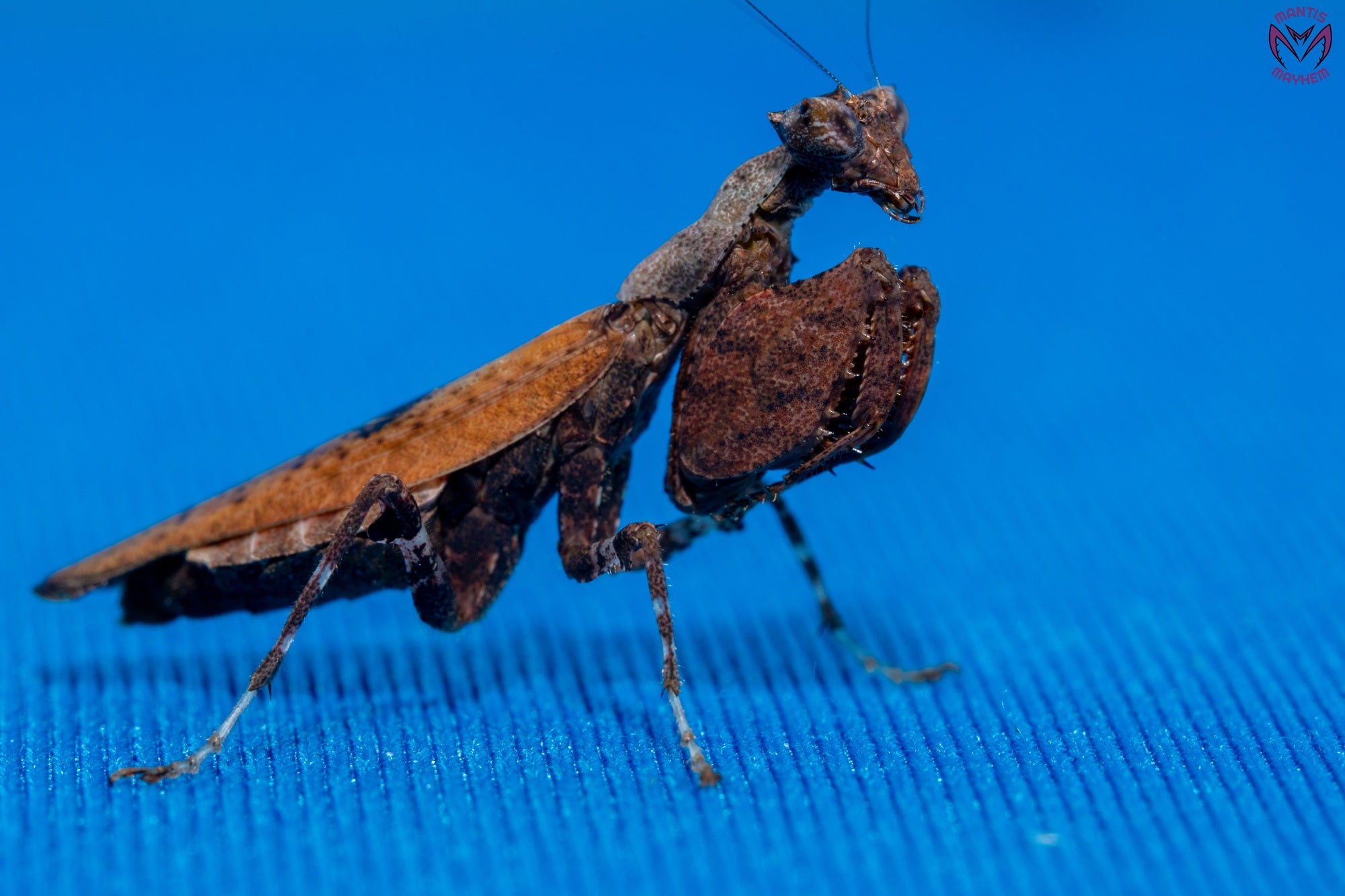 Otomantis scutigera - African boxer mantis