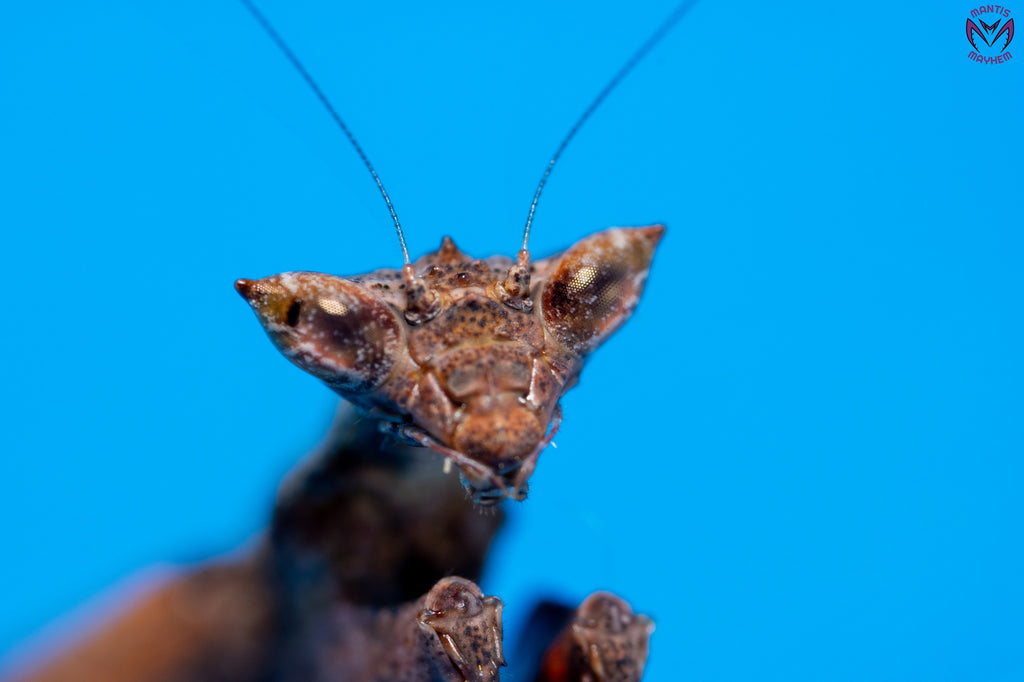 Otomantis scutigera - African boxer mantis