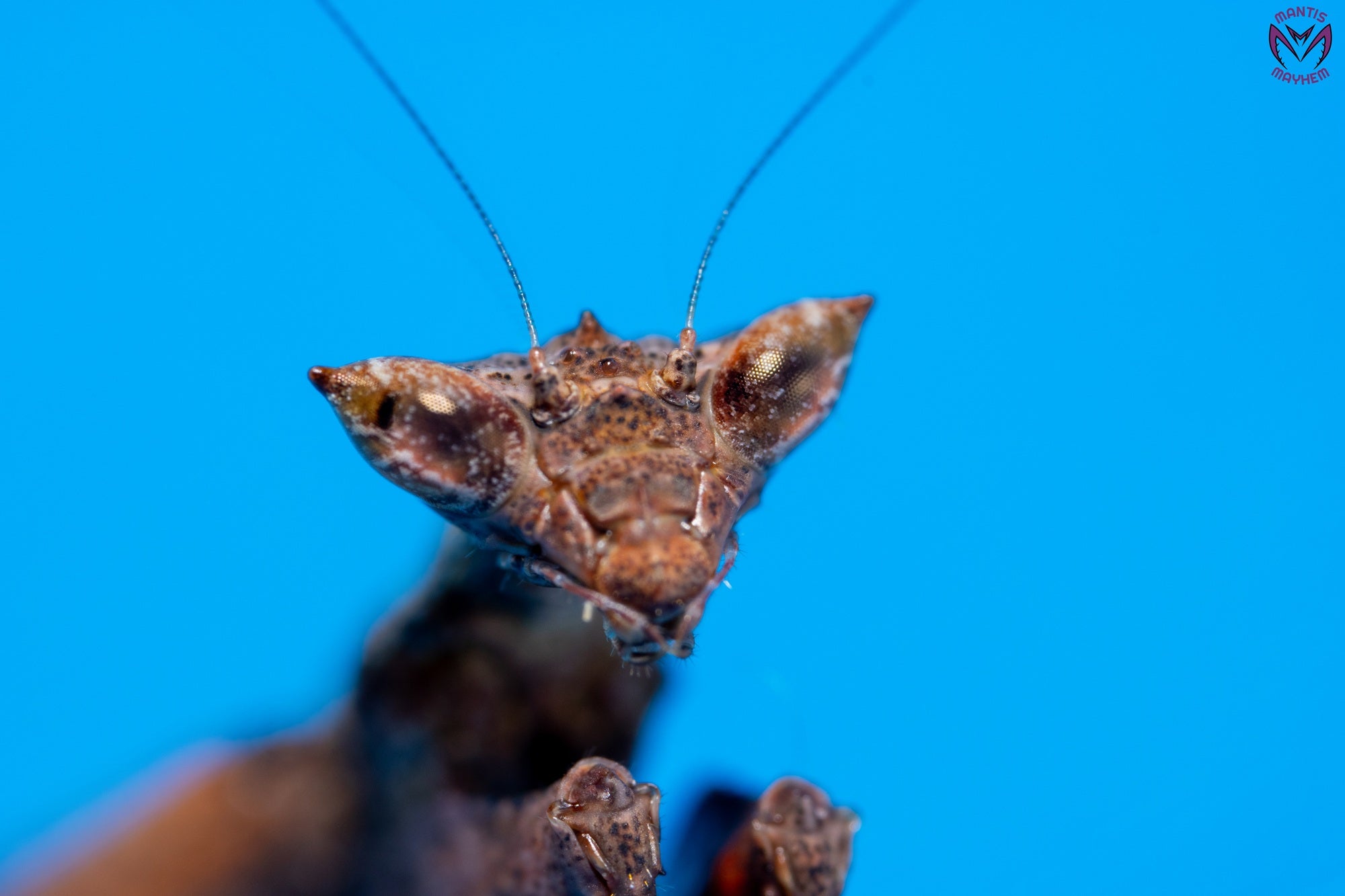 Otomantis scutigera - African boxer mantis