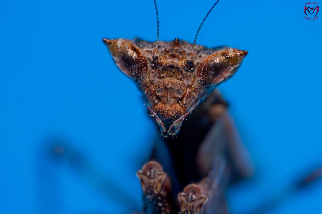 Otomantis scutigera - African boxer mantis