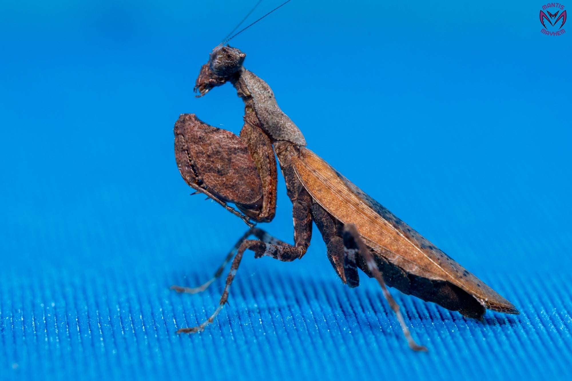 Otomantis scutigera - African boxer mantis